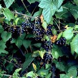 Anamur Naturel Tüplü Dev Meyveli Boskop Ribes Nigrum Siyah Frenk Üzümü Fidanı