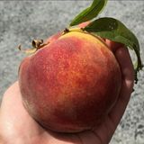 Anamur Naturel Tüplü Dev Meyveli Quen Crest Şeftali Fidanı
