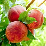 Anamur Naturel Tüplü Erkenci Fransuva Haziran Şeftali Fidanı