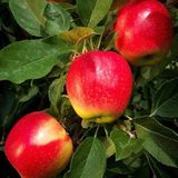 Anamur Naturel Tüplü Erkenci New Gala Elma Fidanı