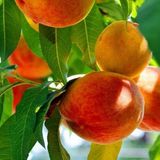 Anamur Naturel Tüplü Geçci Hale Eylül Şeftalisi Fidanı