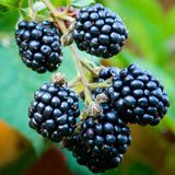 Anamur Naturel Tüplü Hoş Aromatik Mayhoş Brazos Böğürtlen Fidanı