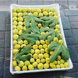 Anamur Naturel Tüplü Iri Aydın Sarısı Sofralık Kurutmalık Incir Fidanı