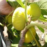 Anamur Naturel Tüplü Iri Meyveli Ballı Sofralık Kurutmalık Incir Fidanı