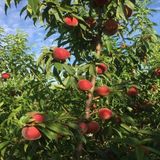 Anamur Naturel Tüplü Iri Meyveli Kokulu Erkenci Transvalia Şeftali Fidanı