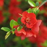 Anamur Naturel Tüplü Japon Ayvası (Chaenomeles Japonica) Fidanı