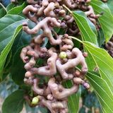 Anamur Naturel Tüplü Japon Kuru Üzümü Şeker Ağacı (Sugar Tree) Fidanı