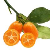 Anamur Naturel Tüplü Kabuğuyla Yenen Nagami Kamkat Fidanı Meyve Verme Yaşında