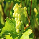 Anamur Naturel Tüplü Kokulu Tatlı Sulu Bornova Misketi Üzüm Fidanı