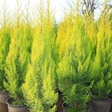 Anamur Naturel Tüplü Limoni Servi (Goldcrest) Fidanı 10-30 cm