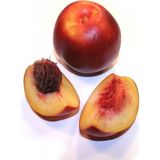 Anamur Naturel Tüplü Mayısı Güzeli Kaliforniya May Glo Nektarin Fidanı