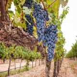 Anamur Naturel Tüplü Meşhur Şaraplık Çeşit Syrah (Şiraz) Üzüm Fidanı
