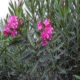 Anamur Naturel Tüplü Pembe Zakkum Nerium Oleander Fidanı