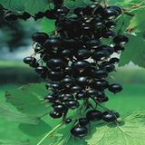 Anamur Naturel Tüplü Salkım Meyveli Rosenthal Ribes Nigrum Siyah Frenk Üzümü Fidanı