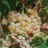 Anamur Naturel Tüplü Sarmalık Dolmalık Yaprakları Olan Sofralık Narince Üzüm Fidanı