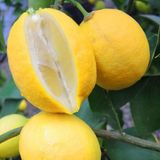 Anamur Naturel Tüplü Yoğun Kokulu Finike White Limon Fidanı
