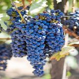 Anamur Naturel Tüplü Yöresel Şaraplık Öküzgözü Üzüm Fidanı