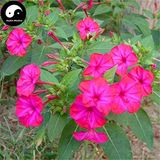 Anamur Naturel Violet Pink Akşam Sefası Çiçeği Tohumu(20 tohum)