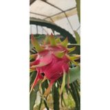 ANAMURMEYVECİM Ejder Meyvesi Pitaya 1 Kg Taze Hasat