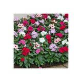 AnamurNaturel Karışık Mix Soğuklara Karşı Dayanıklı Vinca Cezayir Menekşesi Çiçeği Fidesi (5 Adet)