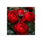 AnamurNaturel Tüplü Katmerli Kordes Rosen Till Eulenspiegel Kokulu Yediveren Gül Fidanı
