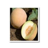 Ananas Kavun Tohumu 25 Adet Tohum Aksaray Tohumculuk