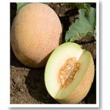 Ananas Kavun Tohumu 5 gr Tohum Aksaray Tohumculuk
