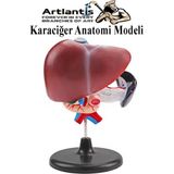 Anatomi Modeli 1 Adet Pankreas ve Oniki Parmak Bağırsağı Maketi Anatomik Model Deney Bilim Tıbbi Mo - Renkli - Standart