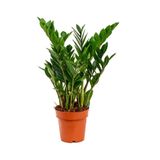 ANEMON ÇİÇEKEVİ Zamia Çiçeği Zeze Çiçeği Zamia Bitkisi Zamioculcas Ev Bitkisi Ofis Bitkisi Salon Bitkisi