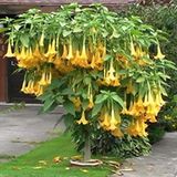 Angel Trumpet Çiçeği Tohumu 5 Adet Tohum Meleklerin Borozanı Meleklerin Borusu