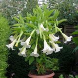 Angel Trumpet Çiçeği Tohumu Melek Borazanı 5 Tohum+Saksı+Toprak+H