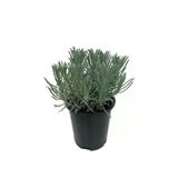 Angustifolia Lavanta Çiçeği Fidanı 10-20 Cm