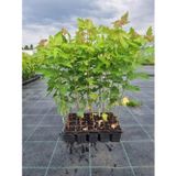 Anka Bahçe 1 Şeker Akçaağaç Fidanı Bir Yeşil Bir Kırmızı Japon Akçaağaç (Acer Palmatum, Rubrum, Saccharum)