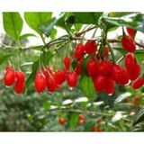 Anka Bahçe 2 Adet Goji Berry Fidanı ( Damaye ) Tombul Meyve Tüplü 1 Yaş 12 Ay Dikebilirsiniz....