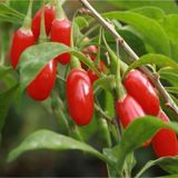 Anka Bahçe 2 Adet Goji Berry Fidanı ( Nq7 ) Uzun Meyve Tüplü 1 Yaş 12 Ay Dikebilirsiniz....