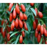 Anka Bahçe 2 Adet Goji Berry ( Kurt Üzümü ) 2 Yaşında Potda