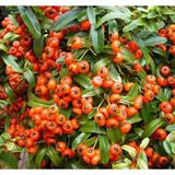 Anka Bahçe 2 Yaşında Saksılı/Tüplü Kırmızı Bodur Ateş Dikeni (Pyracantha coccinea) Fidanı - Canlı ve Renkli