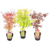 Anka Bahçe Bir Yeşil Bir Kırmızı Japon Akçaağaç Fidanı Acer Palmatum 30-50 Cm