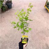 Anka Bahçe Japon Akçaağaç Fidanı Acer Palmatum 30-50 Cm