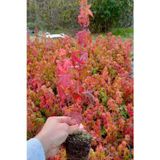 Anka Bahçe Japon Akçaağacı Acer Palmatum 40 Cm