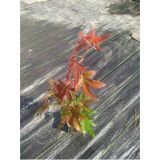 Anka Bahçe Kırmızı Japon Akçaağacı Fidanı - Acer Palmatum 40-60 cm
