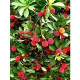 Anka Bahçe Kocayemiş Dağ Çileği Fidanı Arbutus unedo, 30-50 cm, Saksıda