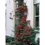 Anka Bahçe Saksılı Ateş Dikeni Fidanı Kuş Elması Kırmızı Meyveli
