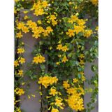 Anka Bahçe Sarı Yasemin Çiçeği Fıdanı (60 70 CM)1 Adet Saksılı Dış Mekan Bitkisi Jasminum Mesnyi