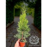 Anka Bahçe Smaragd Batı Mazısı Fidanı Thuja Occidentalis Smaragd Çam Ağacı 30-40 CM