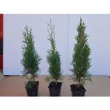 Anka Bahçe Smargat Mazı Fidanı 30-40 cm
