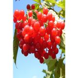 Anka Bahçe Tüplü Aromatik Salkım Meyveli Girebolu (gilaburu) Fidanı