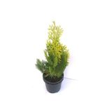 AnkaBahçe Altuni Top Mazı Fidanı 20-30 cm 9'luk Kare Saksı