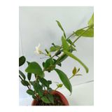 AnkaBahçe Arap Yasemini - Jasminum sambac 20-40 cm