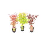 AnkaBahçe Bir Yeşil Bir Kırmızı Japon Akçaağaç Fidanı Acer Palmatum 30-50 Cm